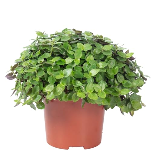 Callisia Turtle Smit Eden Elegance - Coj&iacute;n (15 x 10,5 cm), dise&ntilde;o de tortuga